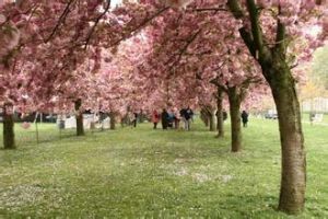 青白江櫻花節 青白江櫻花節