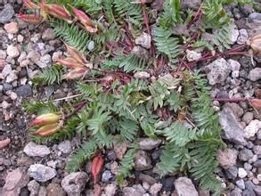 祁連山棘豆 祁連山棘豆