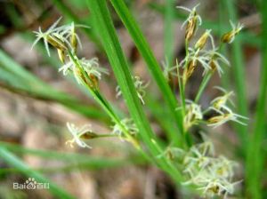 南寧飄拂草 南寧飄拂草