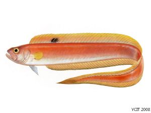 印度棘赤刀魚 印度棘赤刀魚