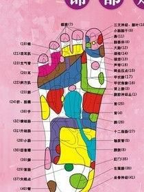 腳底反射區 腳底反射區