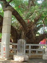 浮來山風景區風景區