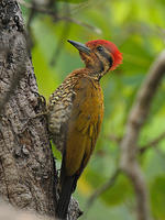 金背三趾啄木鳥