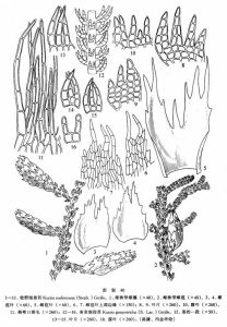 牧野細指苔 牧野細指苔