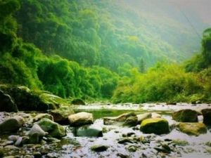 金花桫欏谷 金花桫欏谷