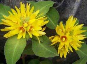 腺瓣珍珠菜 腺瓣珍珠菜