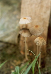 褶紋鬼傘 褶紋鬼傘