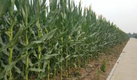 東單1501 東單1501