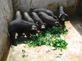 東遼黑豬 東遼黑豬