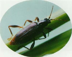 稻根葉甲 稻根葉甲