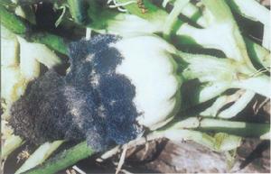 （圖）西葫蘆匍枝根霉腐爛病病瓜上的根霉