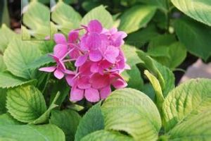 光柄繡球 光柄繡球