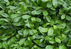 景東冬青 景東冬青