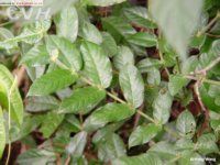 五苞粗葉木 五苞粗葉木