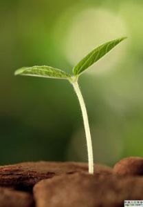 辣菜子提取物 辣菜子提取物