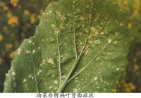 油菜白鏽病 油菜白鏽病