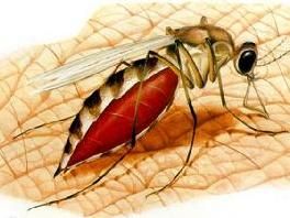 蚊子是黃熱病的傳播媒介