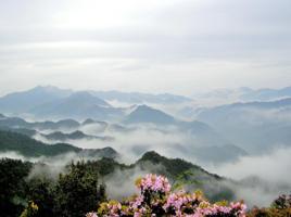 白菊花尖 白菊花尖