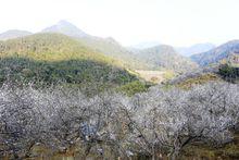 梅花山國家森林公園