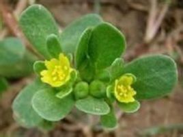 馬莧菜[馬莧菜]