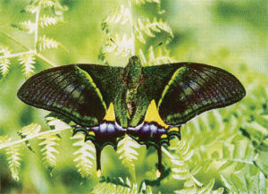  金斑喙鳳蝶