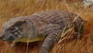 短鼻鱷魚 短鼻鱷魚