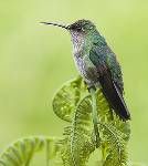 點斑蜂鳥 點斑蜂鳥