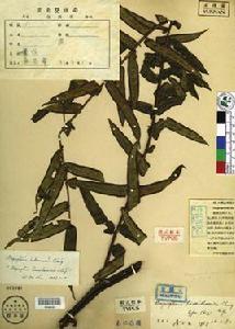 大圍山觀音座蓮 大圍山觀音座蓮