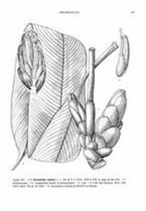 西藏大豆蔻 西藏大豆蔻