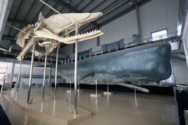 上海海洋大學中國魚文化博物館