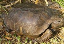 佛州地鼠陸龜