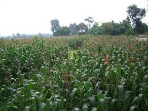 下發奎村-玉米種植