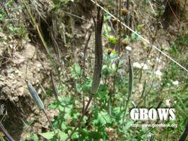 苣葉秀瘡花 苣葉秀瘡花
