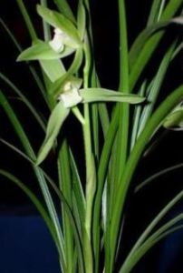 翠玉綠蓮瓣素 翠玉綠蓮瓣素