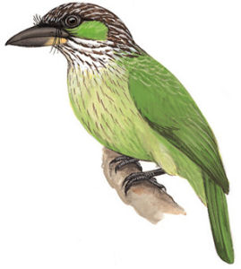 黃紋擬啄木鳥