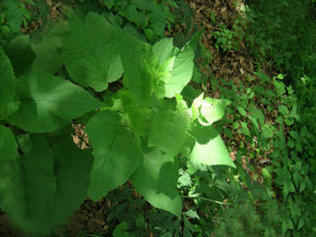 斜萼糙蘇 斜萼糙蘇