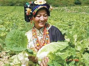 白菜公主 白菜公主