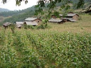 西福岩村玉米種植業