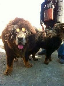 大奇藏獒 大奇藏獒