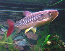 阿根廷大鱗脂鯉 阿根廷大鱗脂鯉