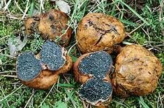 雜色黑腹菌 雜色黑腹菌