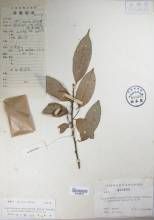 微齒桂櫻 微齒桂櫻