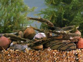 黑背高原鰍 黑背高原鰍