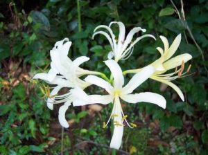 陝西石蒜 陝西石蒜