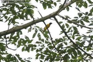 （圖）黑頭黃鸝