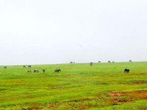 龍里大草原