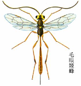 毛眼姬蜂 毛眼姬蜂