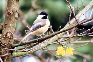 黑帽山雀 黑帽山雀