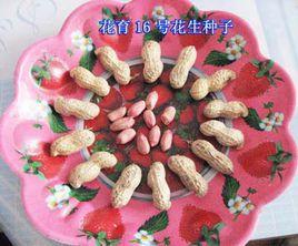 花育16號 花育16號