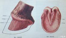 馬蹄[馬的蹄部]